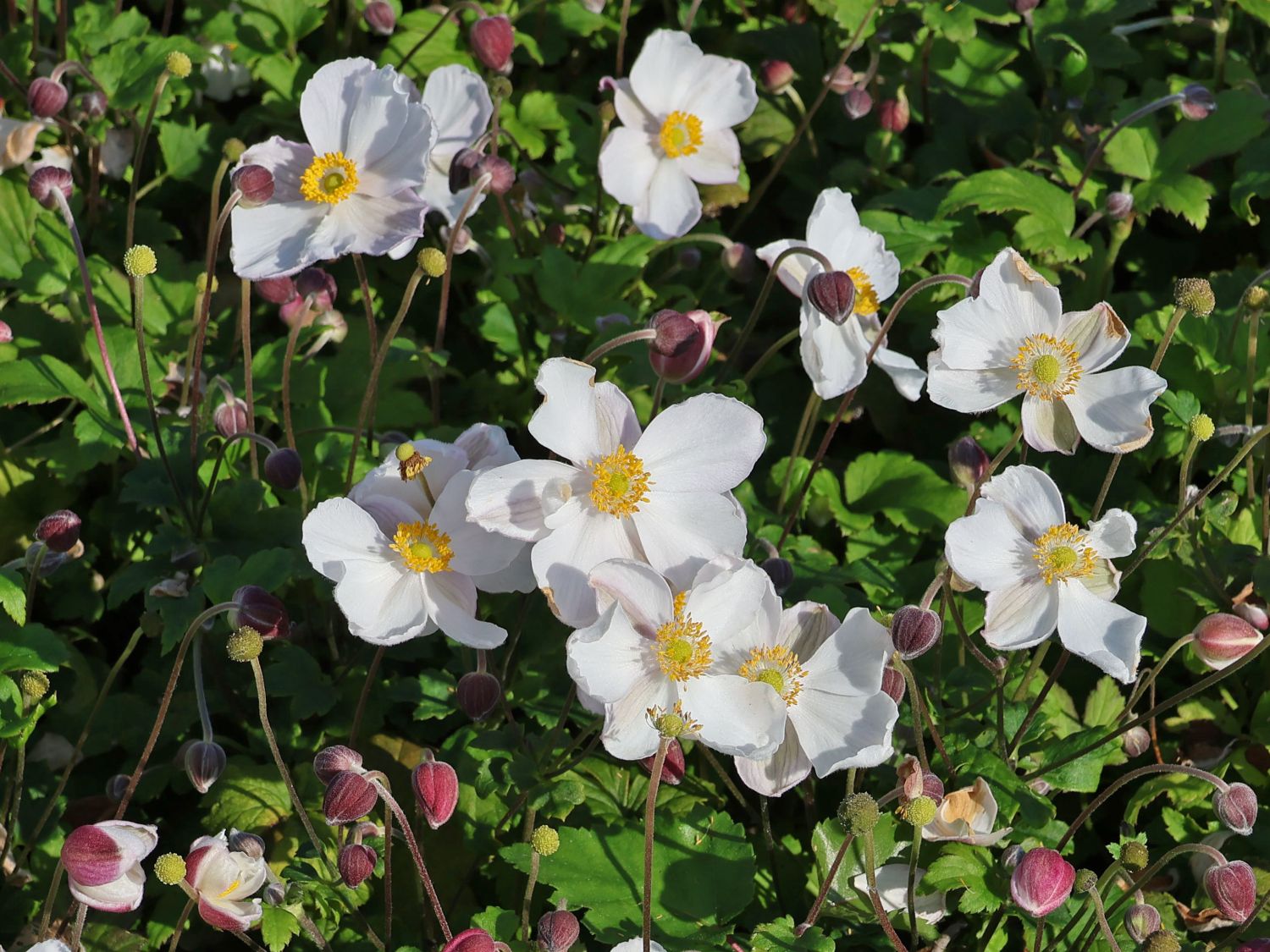 Herbst-Anemone Fantasy-Serie 'Elsa'