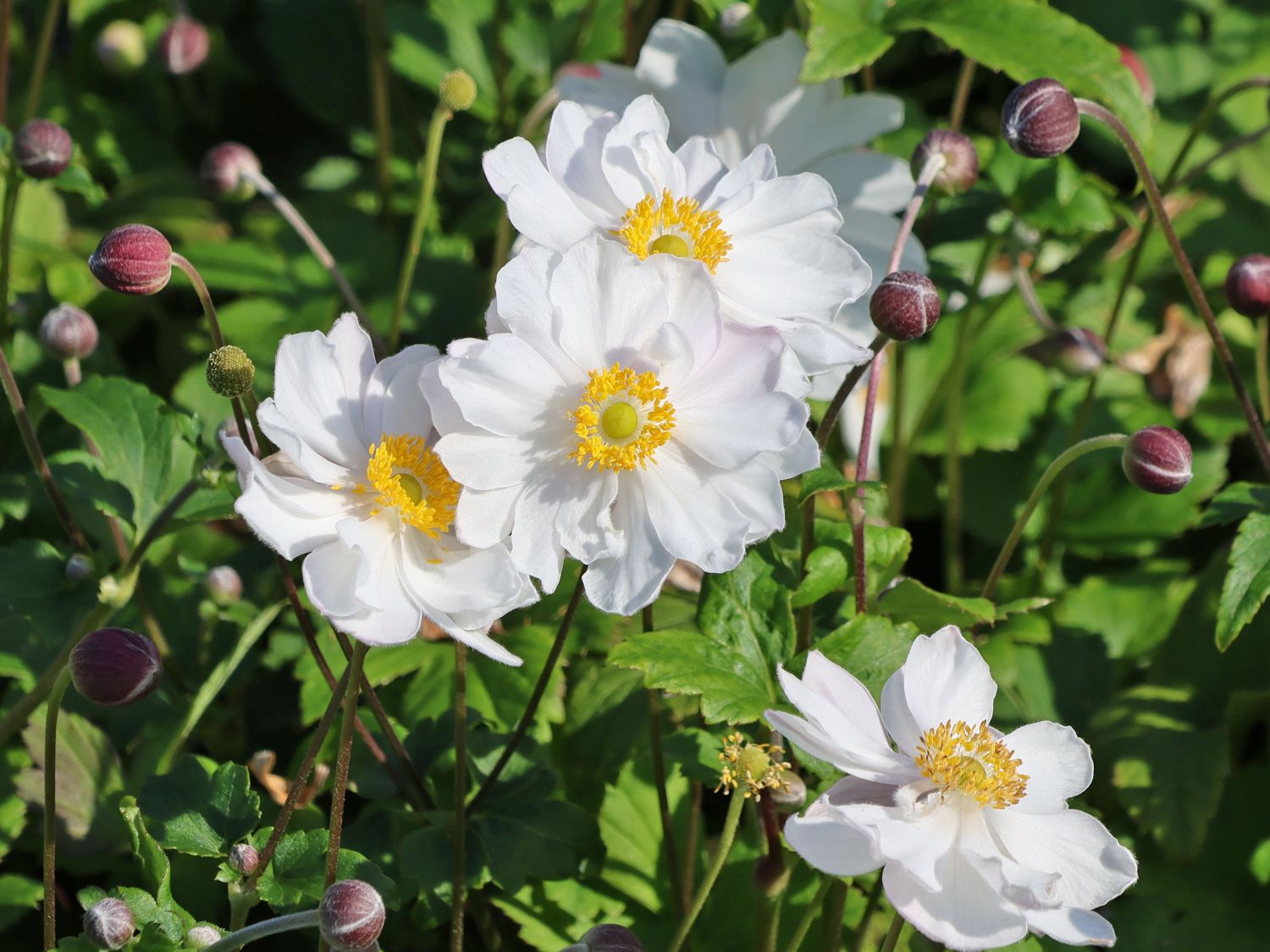 Herbst-Anemone Fantasy-Serie 'Rapunzel'