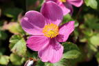 Herbst-Anemone Fantasy-Serie 'Red Riding Hood' - Anemone hupehensis Fantasy-Serie 'Red Riding Hood'