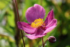 Herbst-Anemone Fantasy-Serie 'Red Riding Hood' - Anemone hupehensis Fantasy-Serie 'Red Riding Hood'