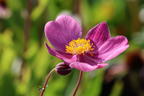 Herbst-Anemone Fantasy-Serie 'Red Riding Hood' - Anemone hupehensis Fantasy-Serie 'Red Riding Hood'