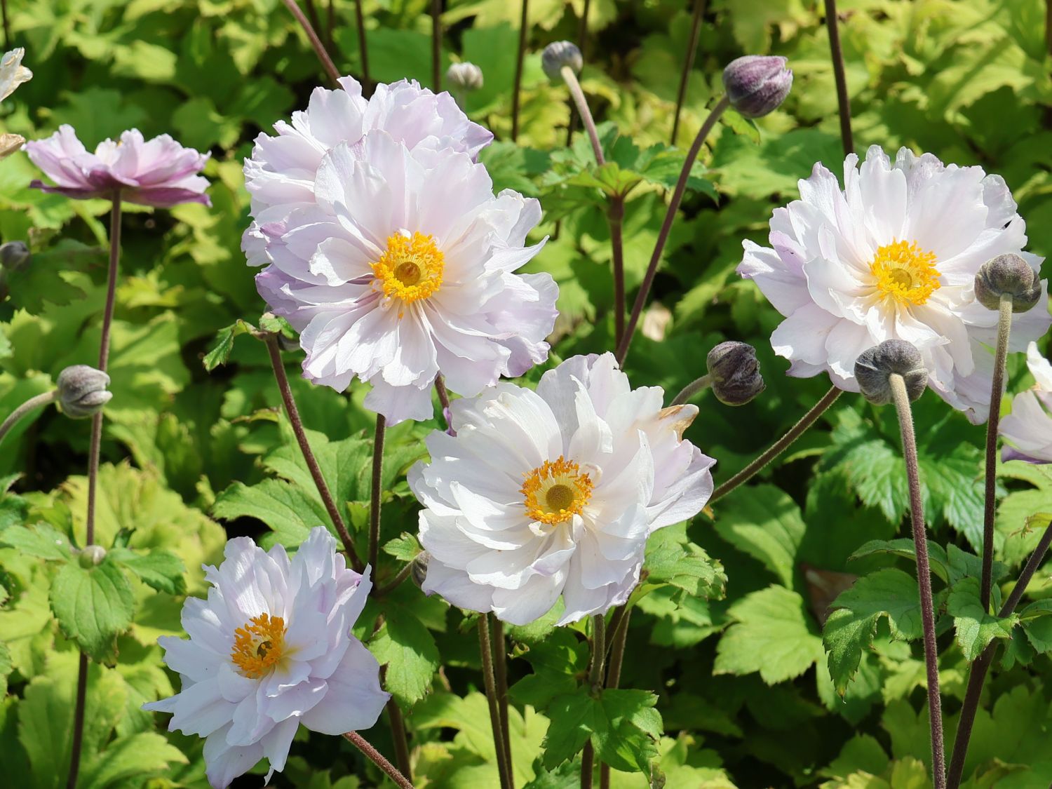 Herbst-Anemone 'Frilly Knickers'