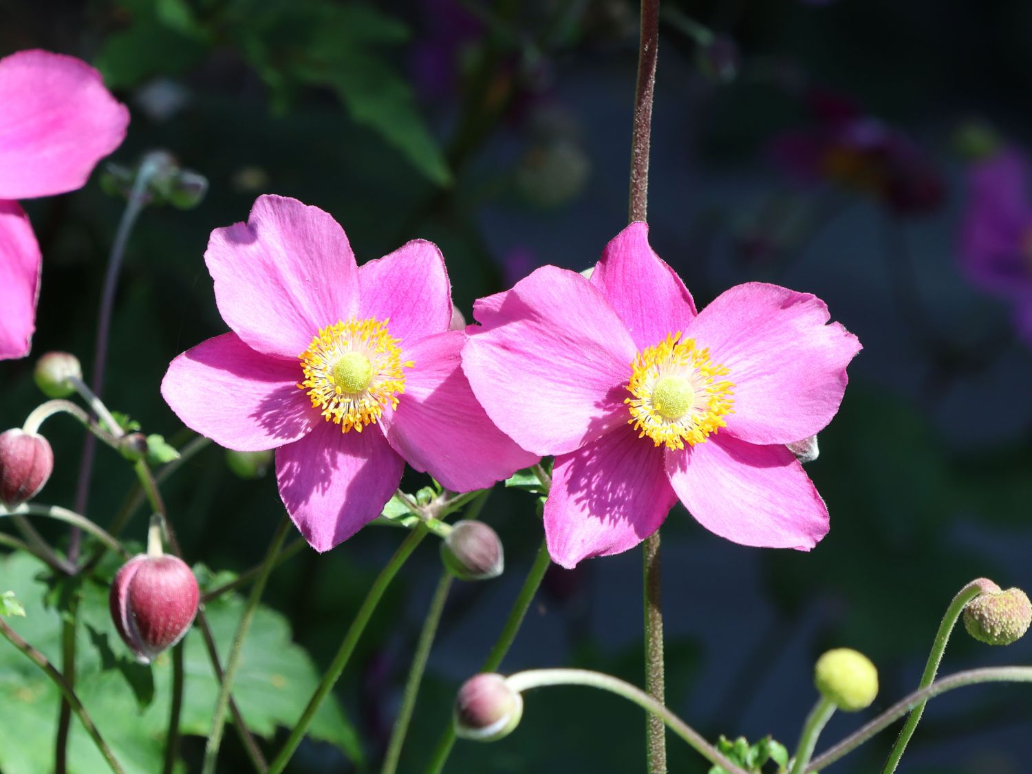 Herbst-Anemone 'Hadspen Abundance'