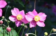 Herbst-Anemone 'Hadspen Abundance'