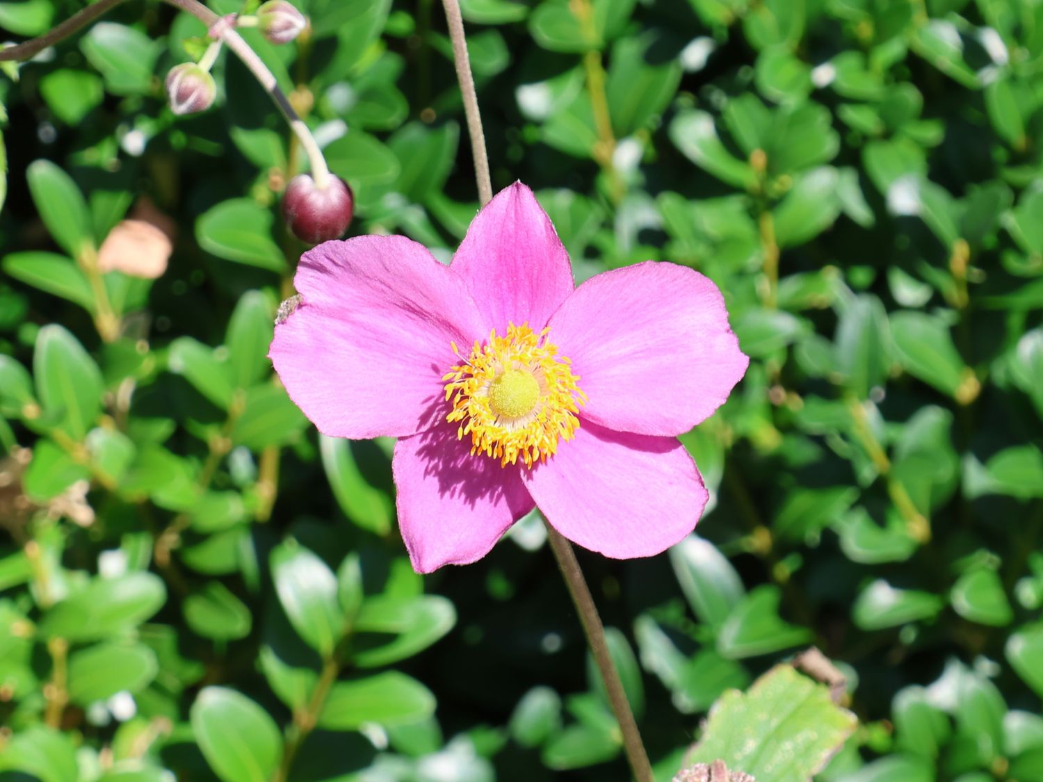 Herbst-Anemone 'Hadspen Abundance' - Anemone hupehensis 'Hadspen Abundance'
