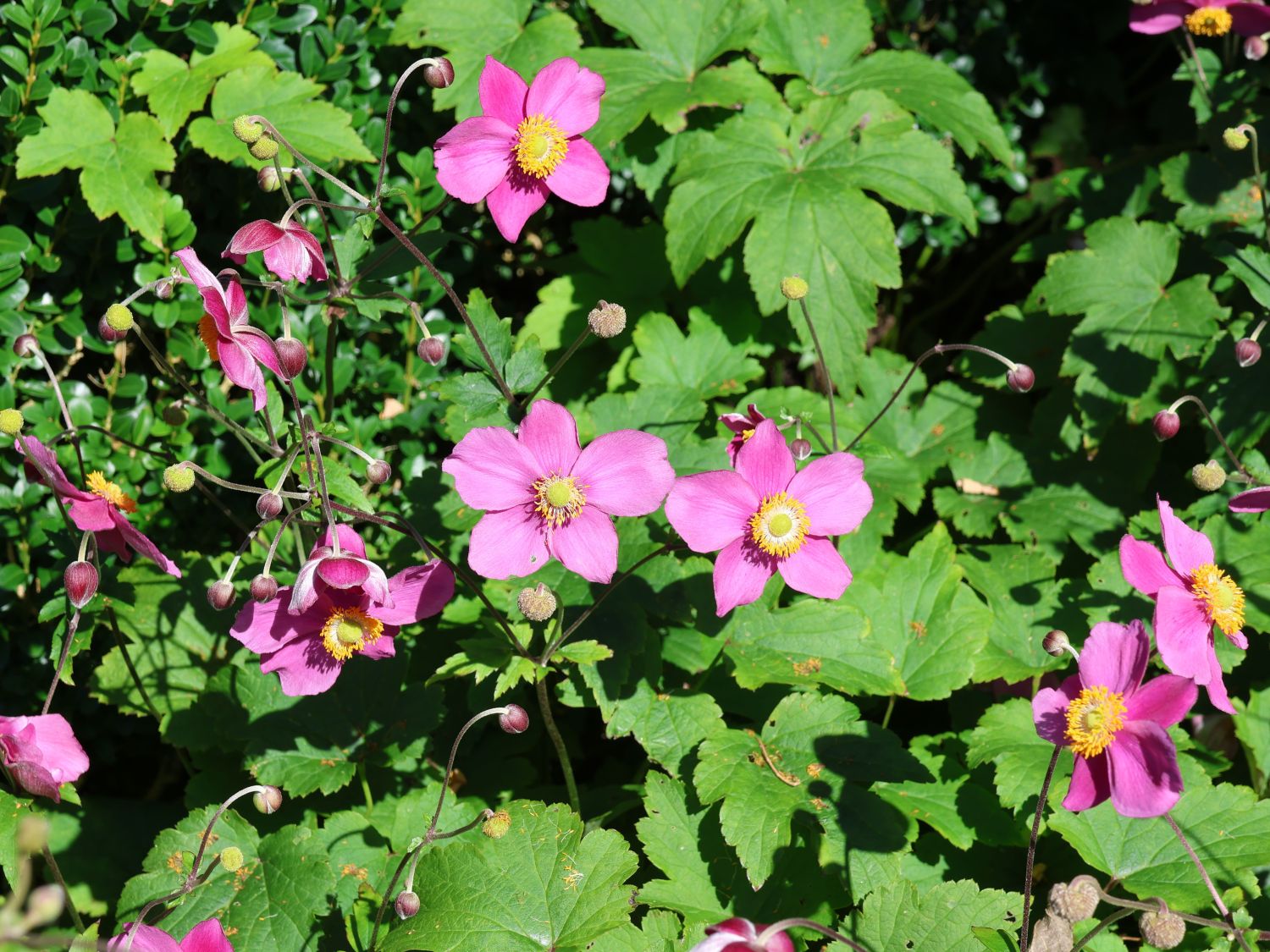 Herbst-Anemone 'Hadspen Abundance' - Anemone hupehensis 'Hadspen Abundance'