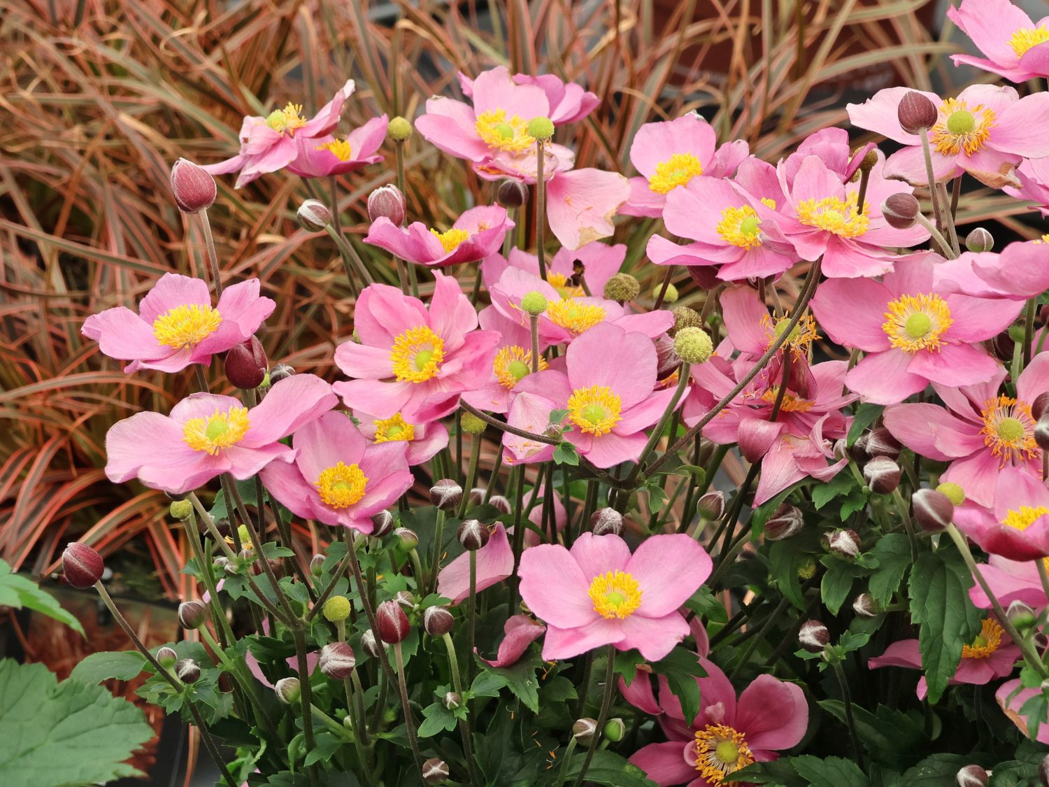 Herbst-Anemone 'Little Breeze Candy'