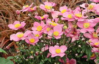 Herbst-Anemone 'Little Breeze Candy'