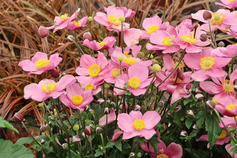 Herbst-Anemone 'Little Breeze Candy' - Anemone hupehensis 'Little Breeze Candy'