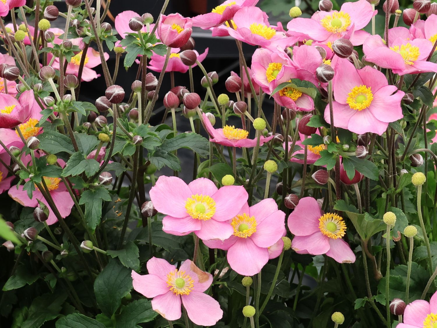 Herbst-Anemone 'Little Breeze Candy' - Anemone hupehensis 'Little Breeze Candy'