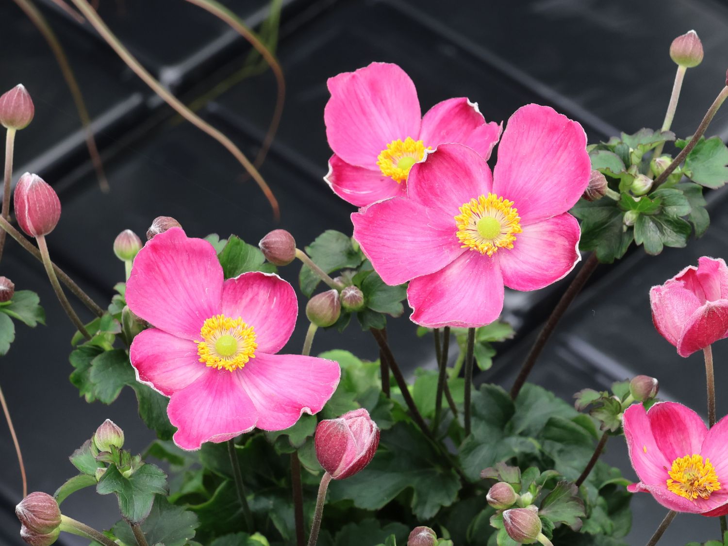 Herbst-Anemone 'Little Breeze Kiss'