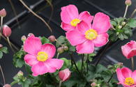 Herbst-Anemone 'Little Breeze Kiss'