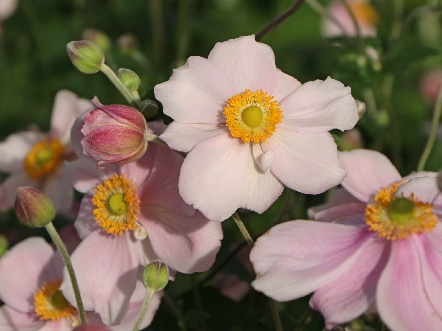 Herbst-Anemone 'Loreley'