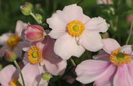 Herbst-Anemone 'Loreley'