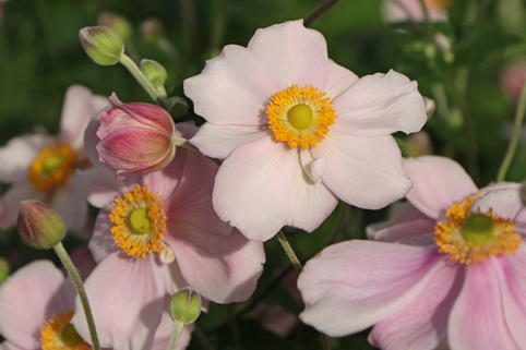 Herbst-Anemone 'Loreley' - Anemone hupehensis 'Loreley'