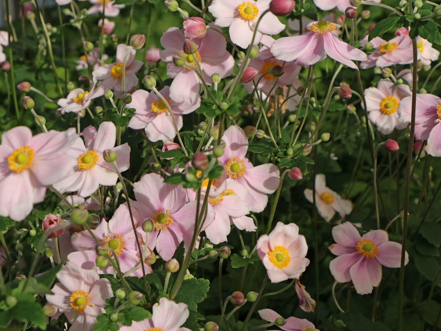 Herbst-Anemone 'Loreley' - Anemone hupehensis 'Loreley'