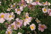 Herbst-Anemone 'Loreley' - Anemone hupehensis 'Loreley'