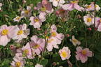 Herbst-Anemone 'Loreley' - Anemone hupehensis 'Loreley'
