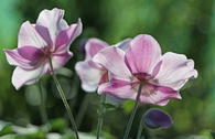 Herbst-Anemone 'Ouvertüre'