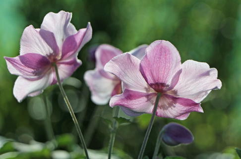 Herbst-Anemone 'Ouvertüre' - Anemone hupehensis 'Ouvertüre'