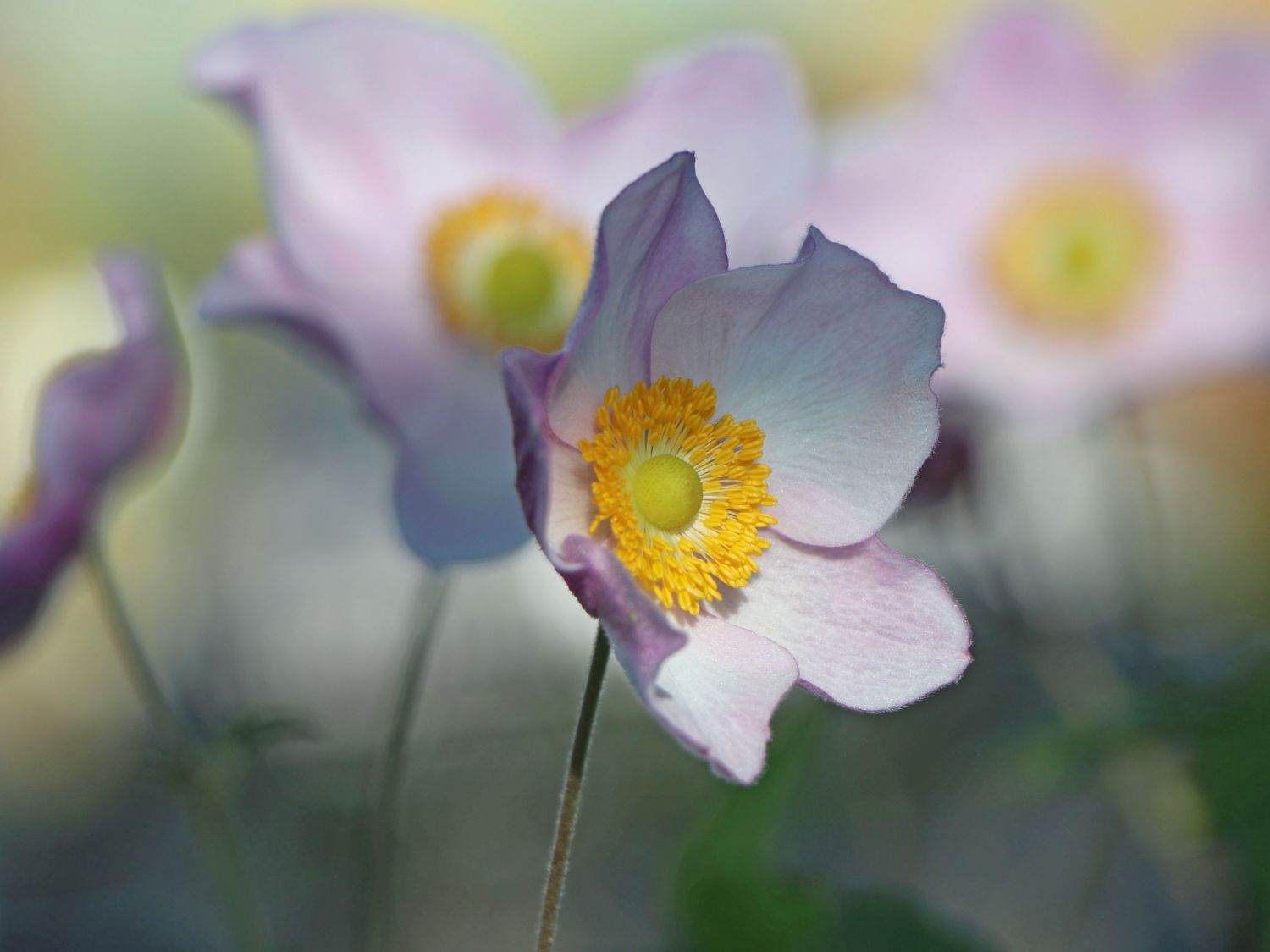 Herbst-Anemone 'Ouvertüre' - Anemone hupehensis 'Ouvertüre'