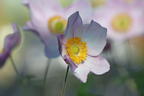 Herbst-Anemone 'Ouvertüre' - Anemone hupehensis 'Ouvertüre'