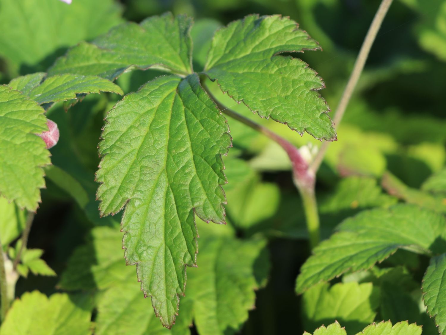 Herbst-Anemone 'Ouvertüre' - Anemone hupehensis 'Ouvertüre'