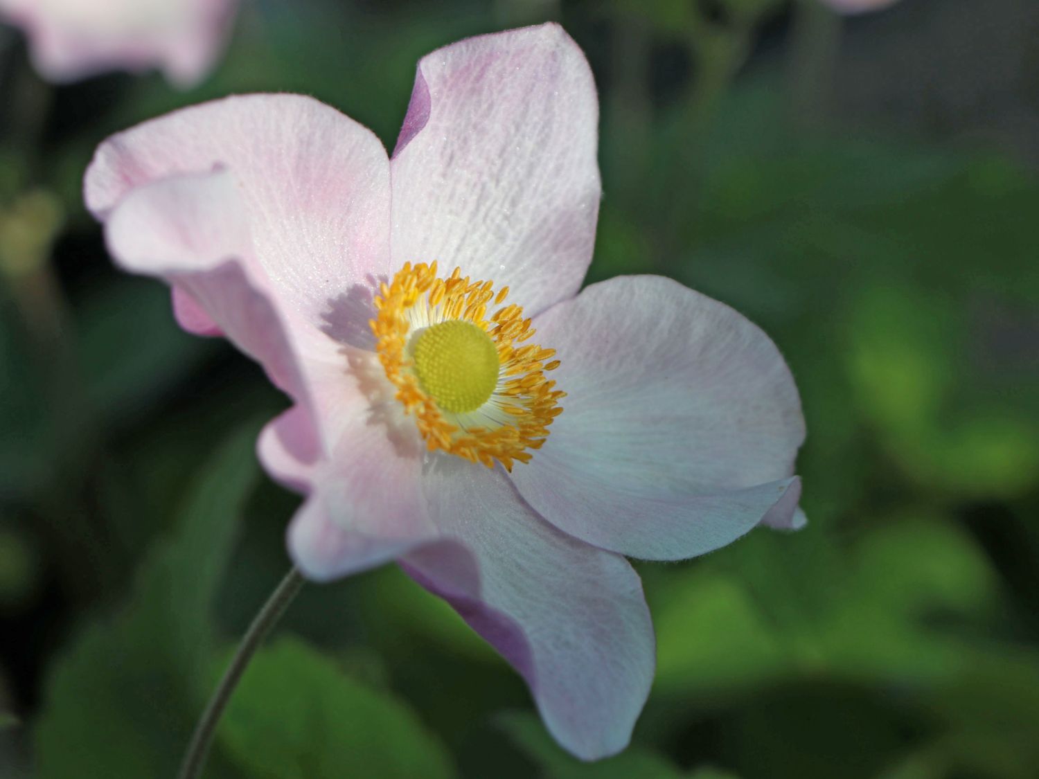 Herbst-Anemone 'Ouvertüre' - Anemone hupehensis 'Ouvertüre'