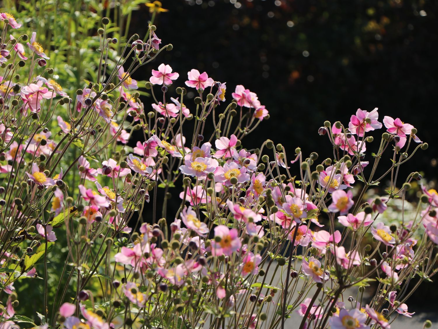 Herbst-Anemone 'Ouvertüre' - Anemone hupehensis 'Ouvertüre'