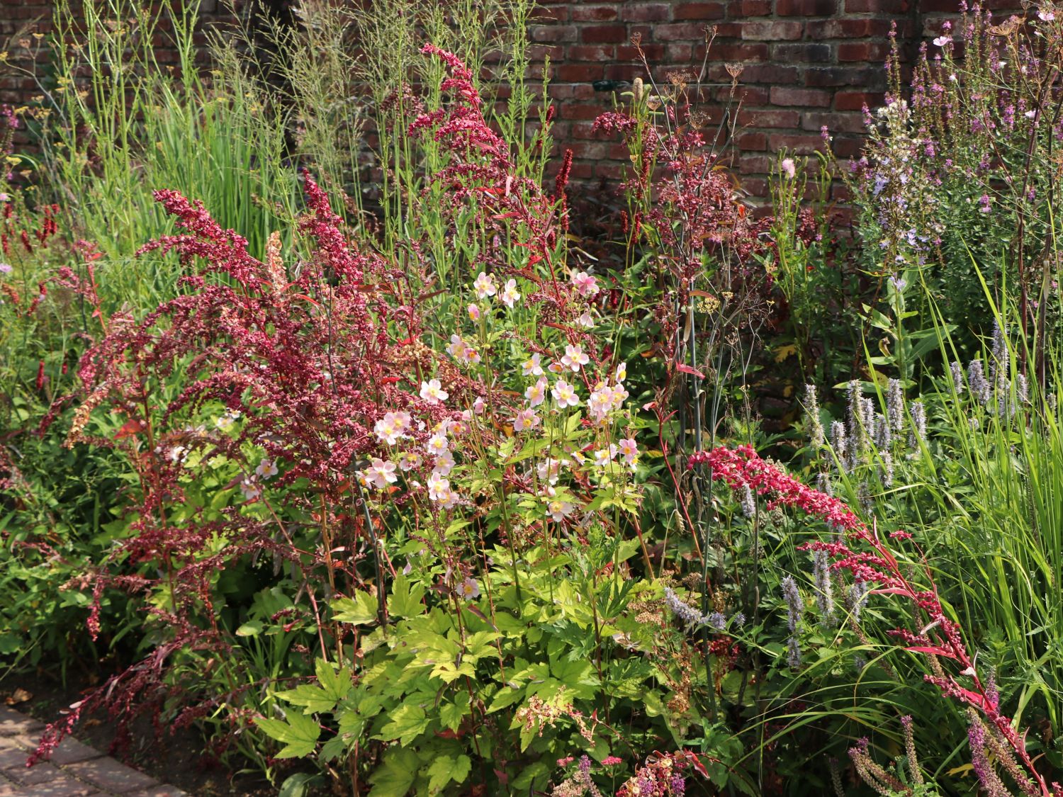 Herbst-Anemone 'Ouvertüre' - Anemone hupehensis 'Ouvertüre'