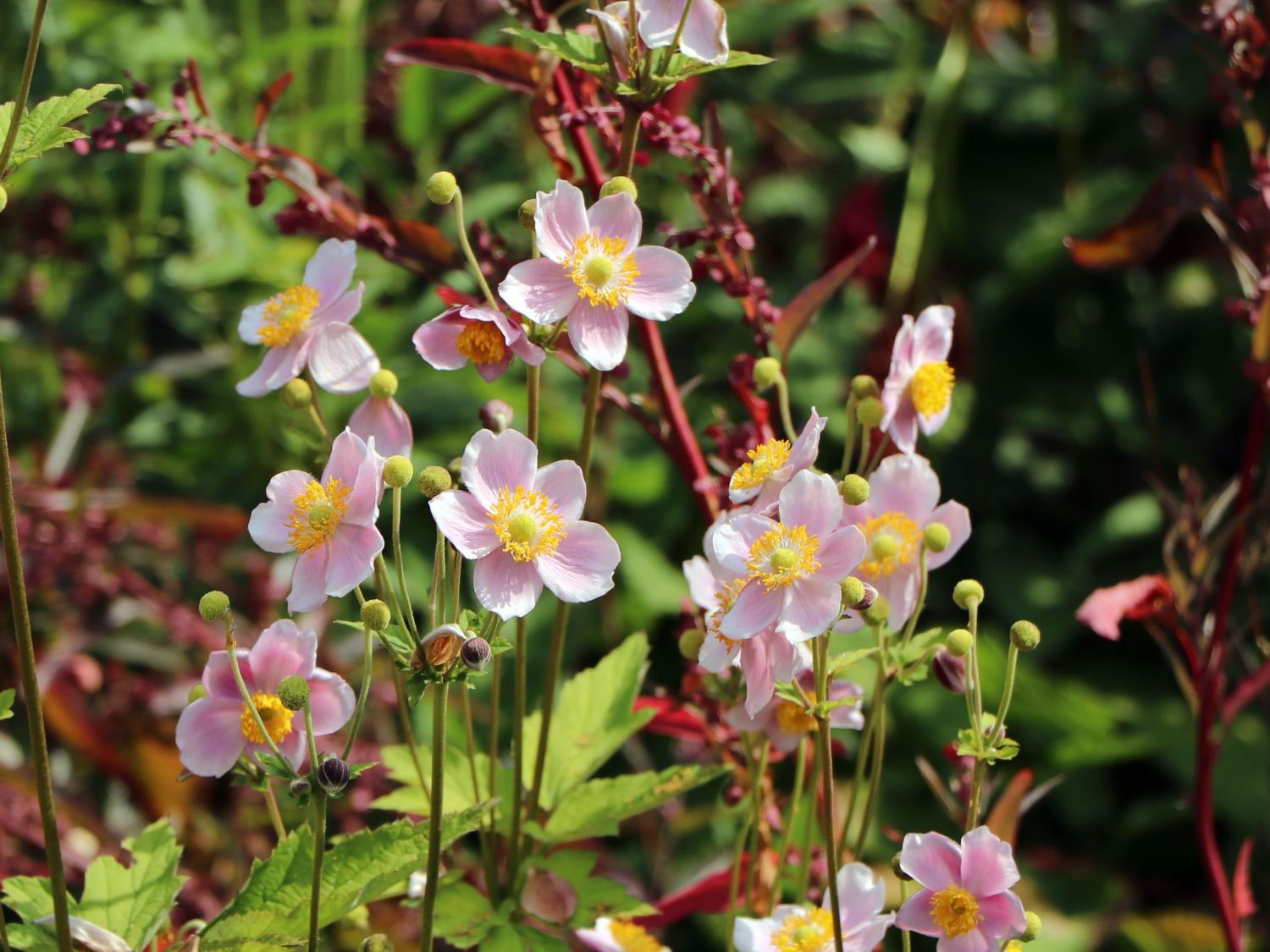 Herbst-Anemone 'Ouvertüre' - Anemone hupehensis 'Ouvertüre'