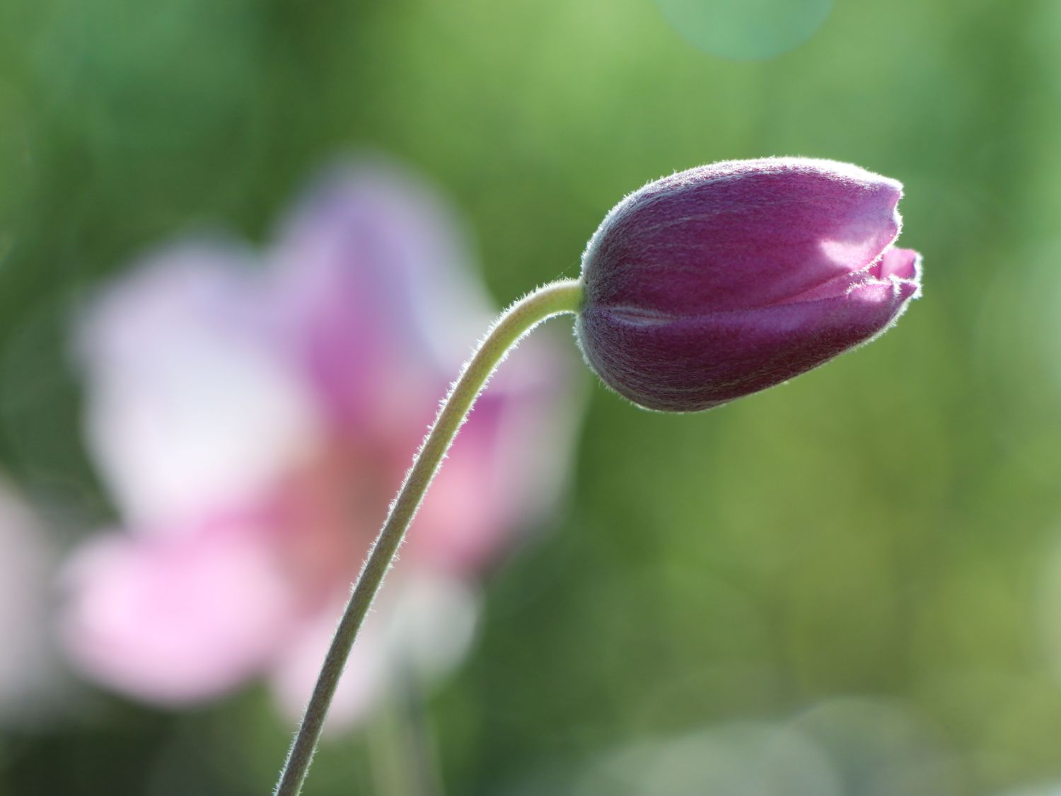 Herbst-Anemone 'Ouvertüre' - Anemone hupehensis 'Ouvertüre'
