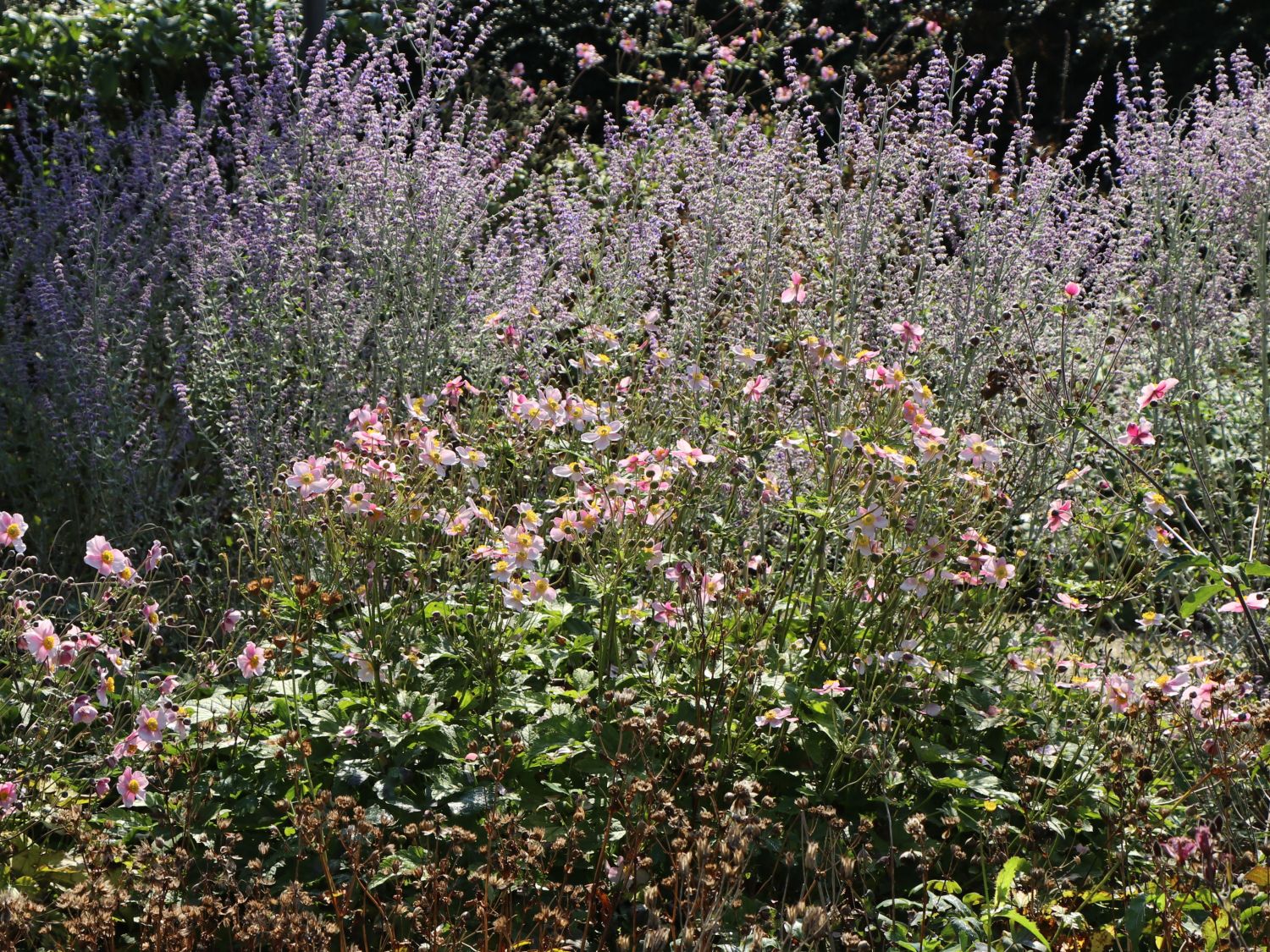 Herbst-Anemone 'Ouvertüre' - Anemone hupehensis 'Ouvertüre'