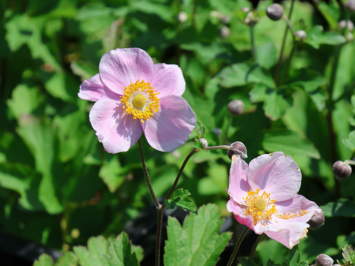 Herbst-Anemone 'Ouvertüre' - Anemone hupehensis 'Ouvertüre'