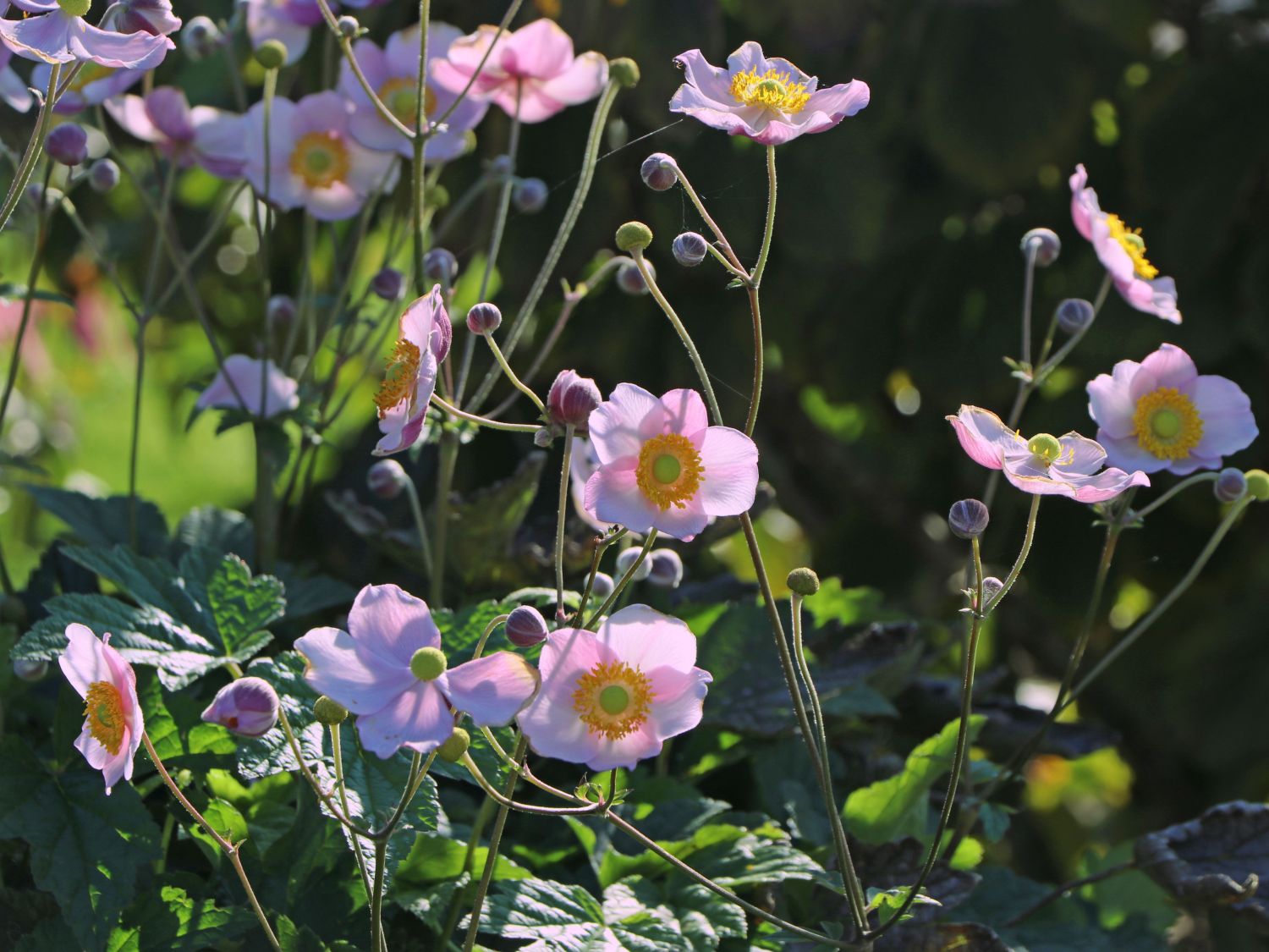 Herbst-Anemone 'Pink Saucer'