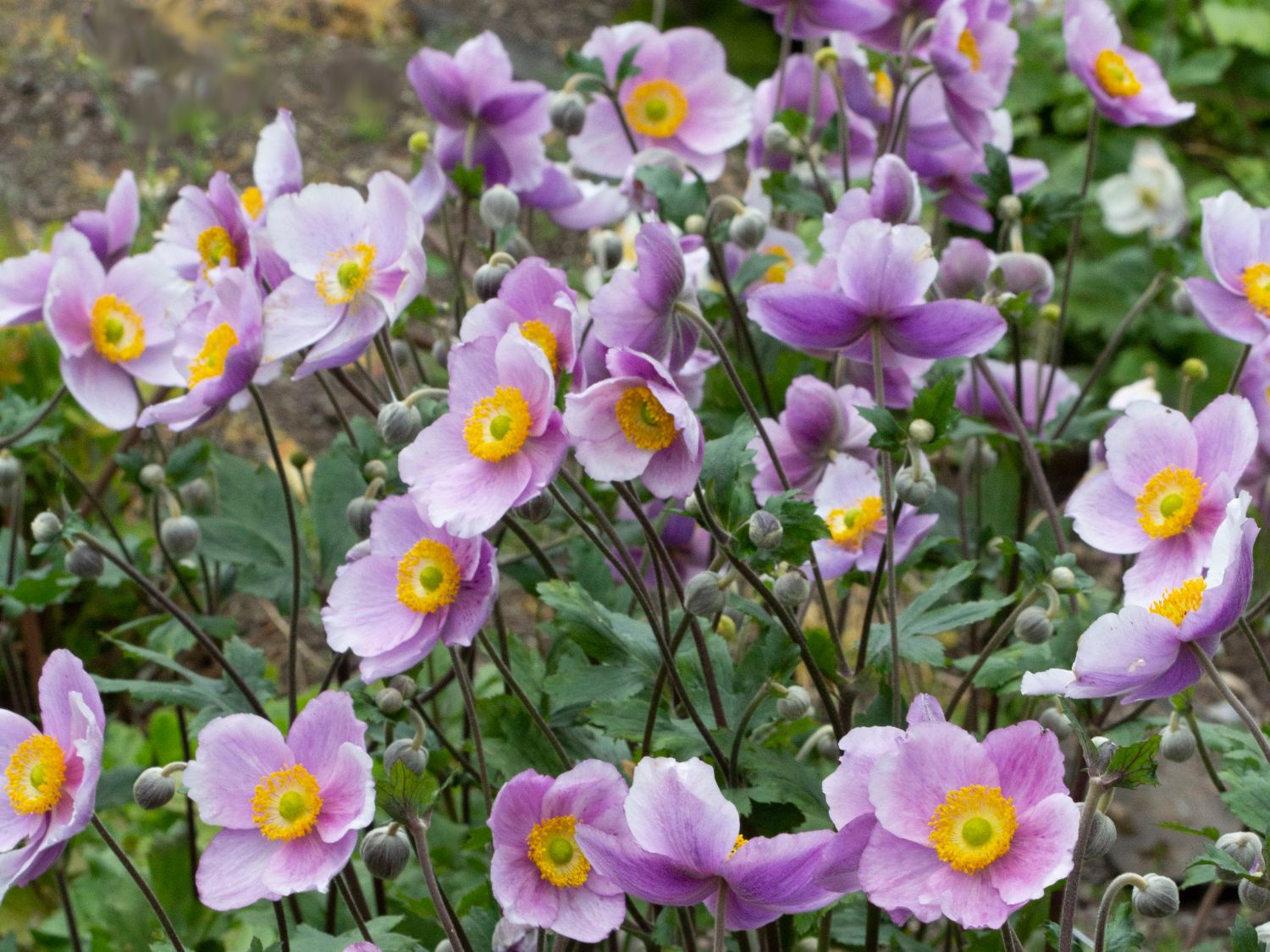 Herbst-Anemone 'Regal Swan'