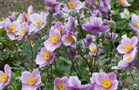 Herbst-Anemone 'Regal Swan'