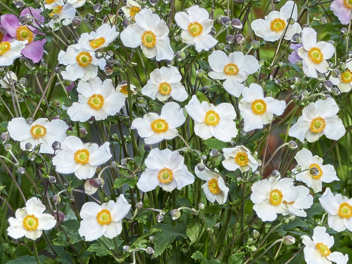 Herbst-Anemone 'Royal Blanco'
