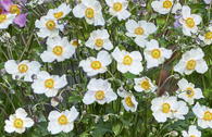 Herbst-Anemone 'Royal Blanco'