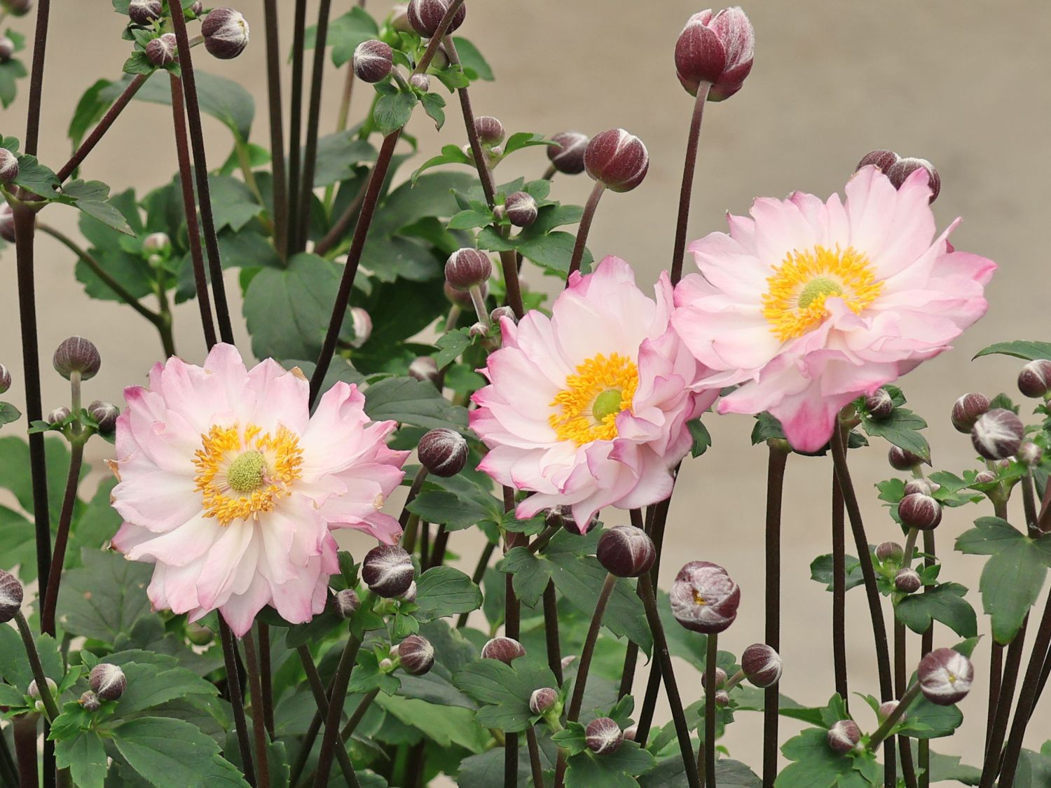 Herbst-Anemone 'Royal Candy'