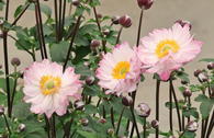 Herbst-Anemone 'Royal Candy'