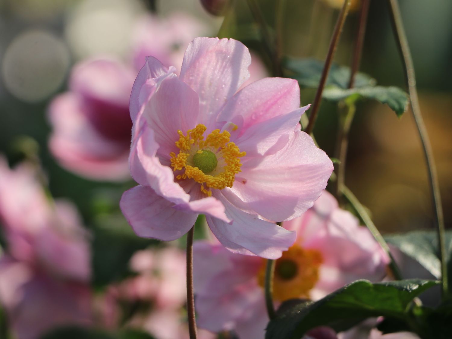 Herbst-Anemone 'Serenade'