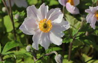 Herbst-Anemone 'Wild Swan'