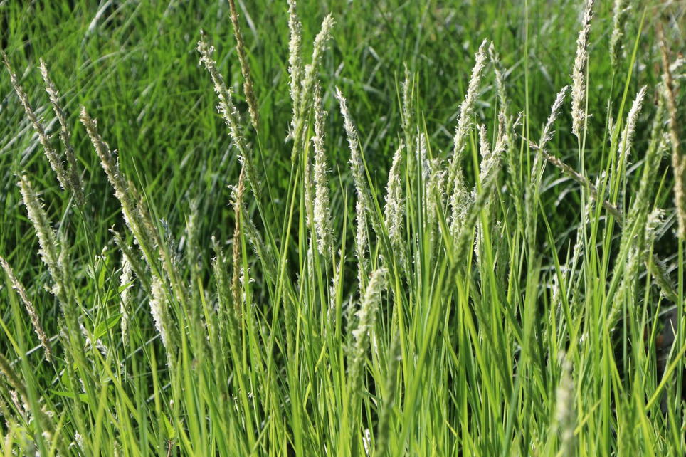 Herbst Blaugras (Sesleria autumnalis) für Deinen Garten!