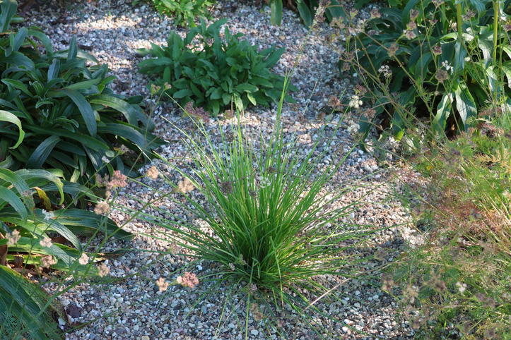 Herbst Blaugras (Sesleria autumnalis) für Deinen Garten!