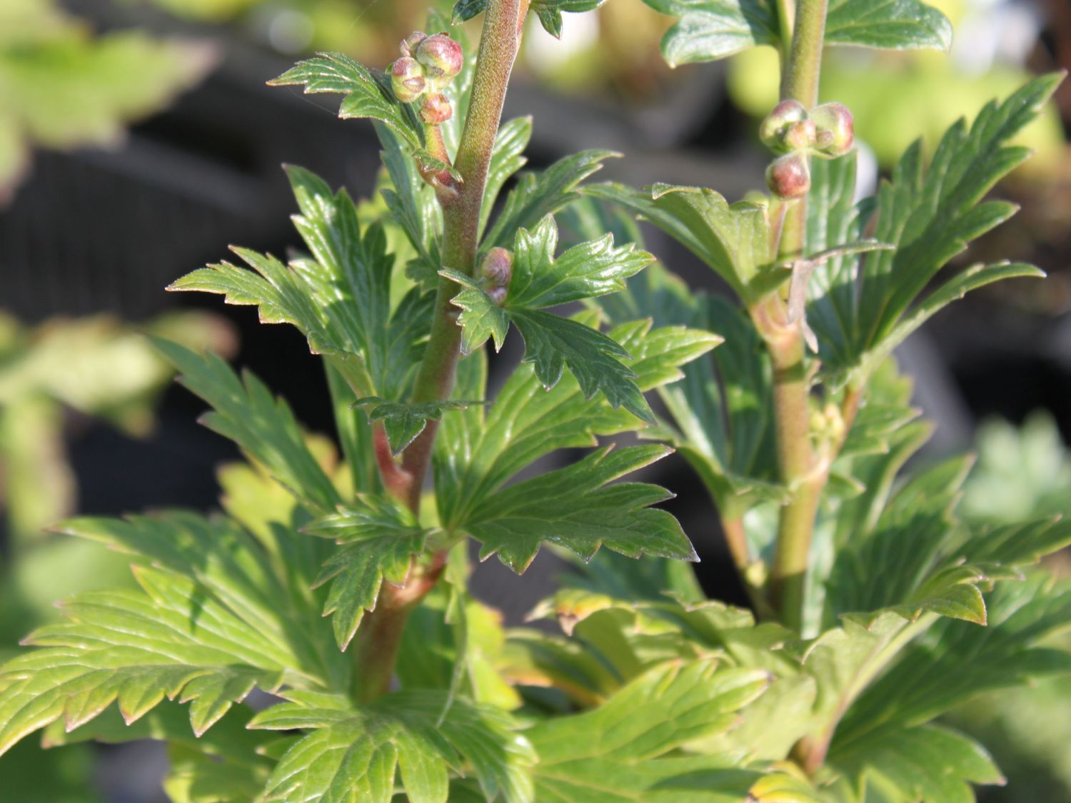Herbst-Eisenhut 'Arendsii' - Schönste Stauden & Expertenwissen