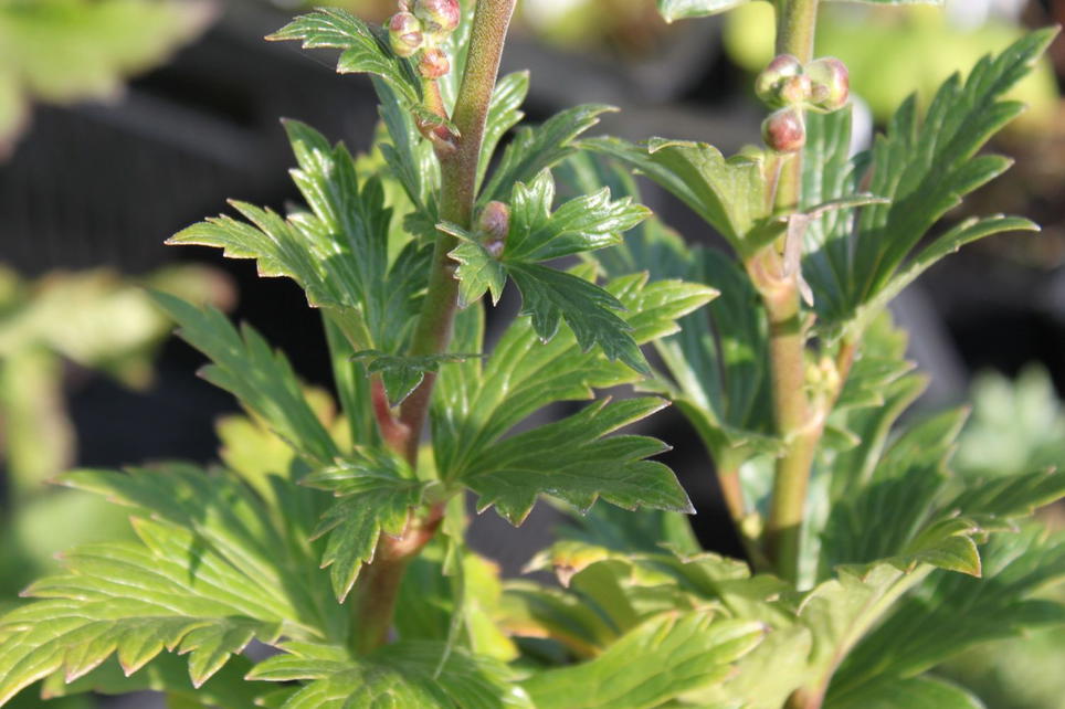 Herbst-Eisenhut 'Arendsii' - Schönste Stauden & Expertenwissen