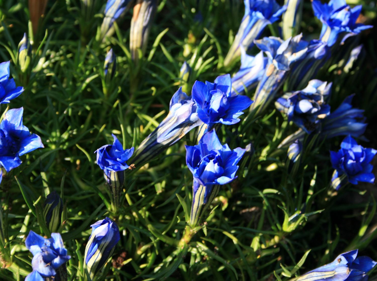 Enziangewächse (Gentianaceae)