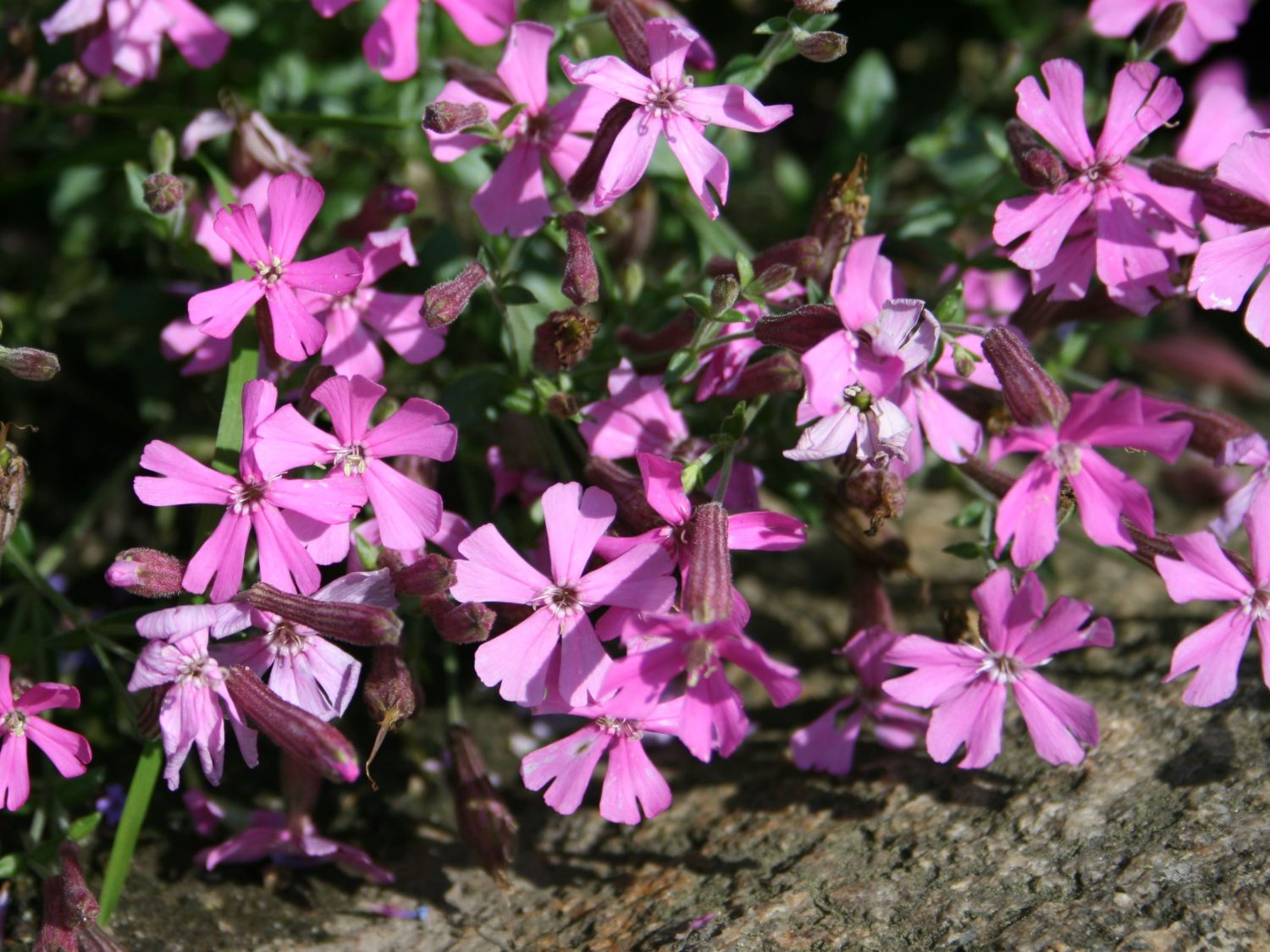 Herbst-Leimkraut 'Splendens' - Silene schafta 'Splendens'