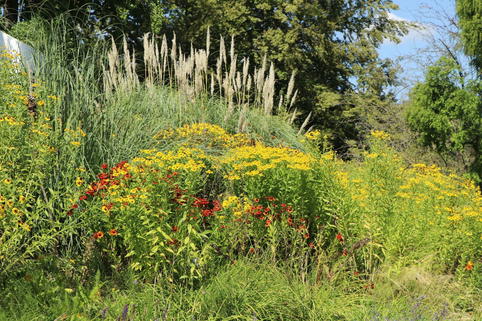 Herbst-Sonnenbraut 'Helena Gold' - Helenium autumnale 'Helena Gold'